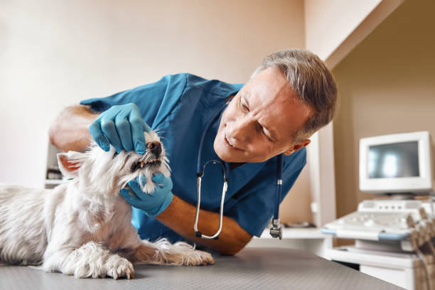Best Emergency X-Rays and Diagnostics in Frazeysburg, OH